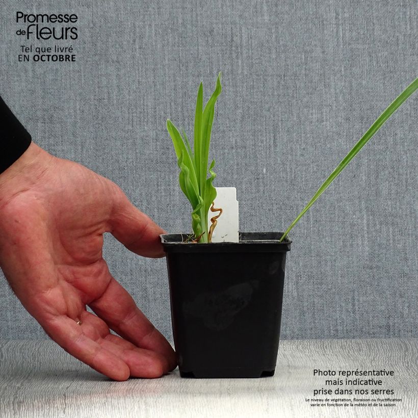 Ejemplar de Hemerocallis Cosmopolitan Maceta de 8/9 cm entregado en otoño