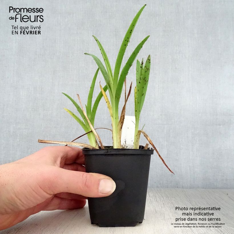 Hemerocallis Cosmopolitan Maceta de 8/9 cm Ejemplar entregado en invierno