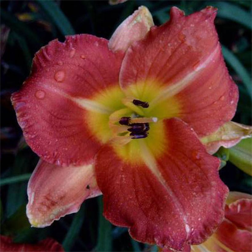 Hemerocallis Crackling Rosie (Floración)
