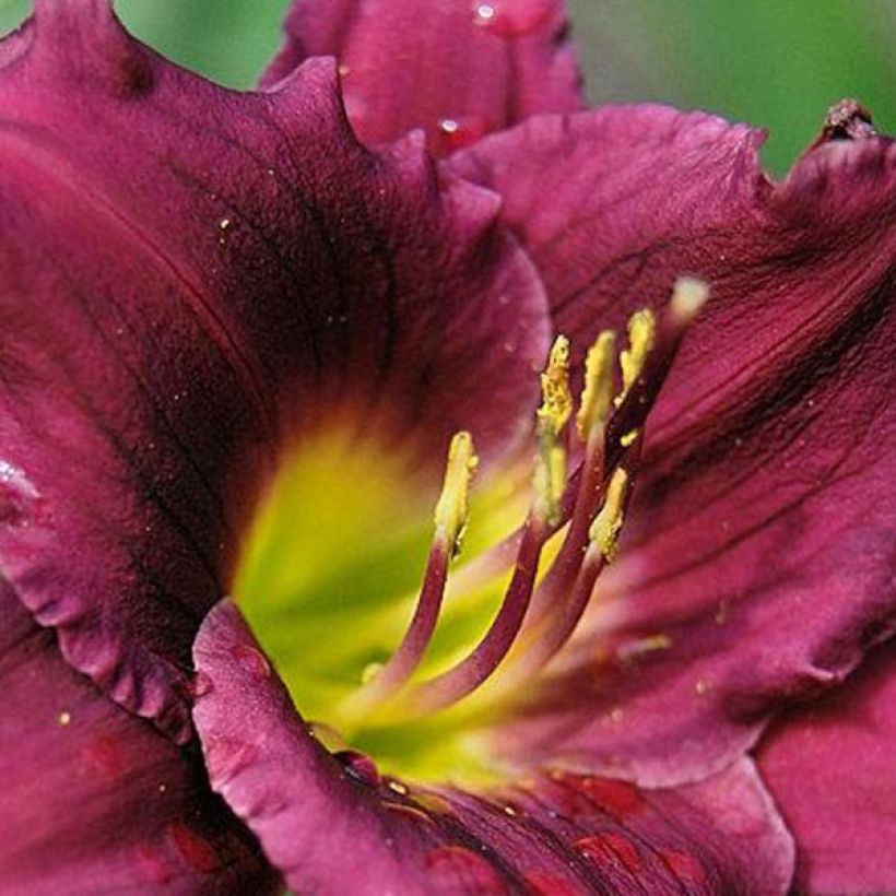 Hemerocallis Cawley Crown (Floración)