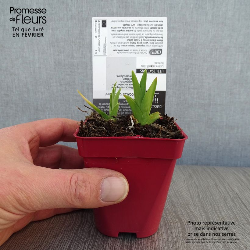 Hemerocallis Crimson Glory Maceta de 8/9 cm Ejemplar entregado en invierno