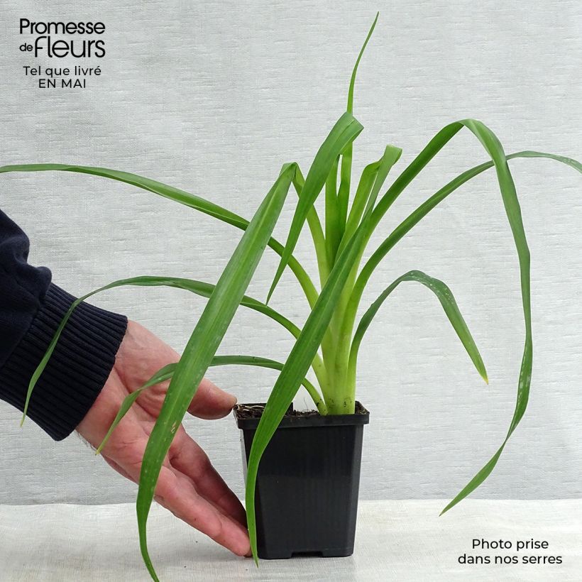 Hemerocallis Crimson Pirate Maceta de 8/9 cm Ejemplar entregado en la primavera