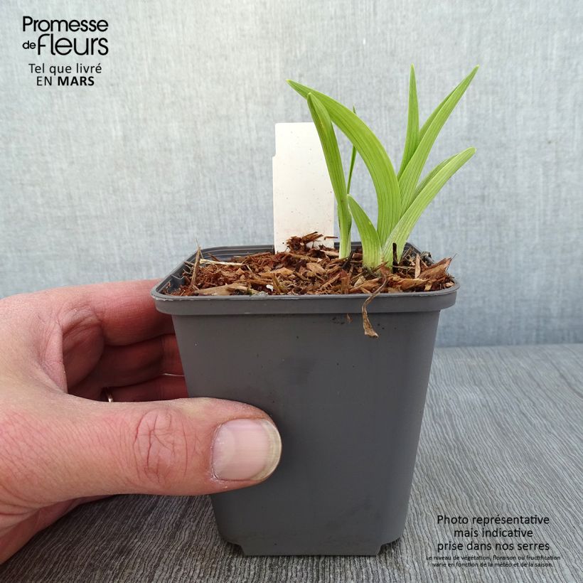 Hemerocallis Custard Candy Maceta de 8/9 cm Ejemplar entregado en invierno