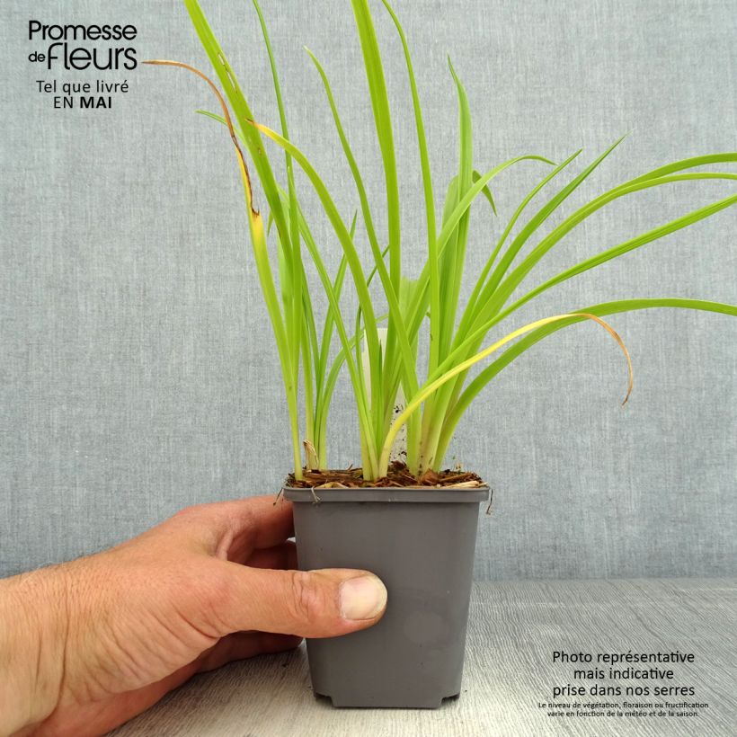 Hemerocallis Custard Candy Maceta de 8/9 cm Ejemplar entregado en la primavera