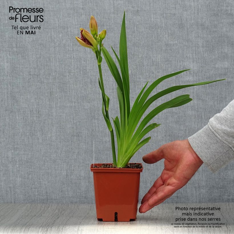Hemerocallis Daring Deception Maceta 1L/1,5L Ejemplar entregado en la primavera