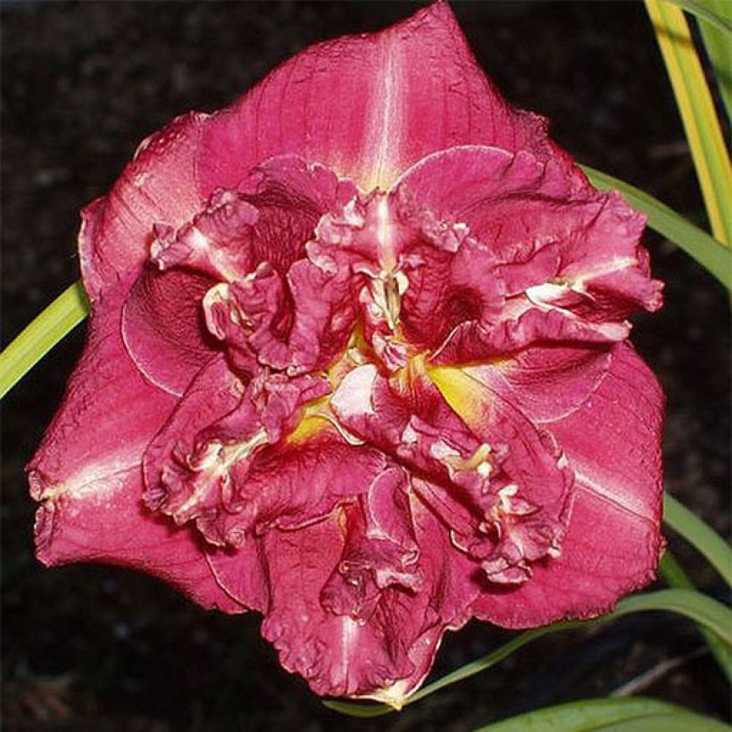Hemerocallis Desdemona (Floración)