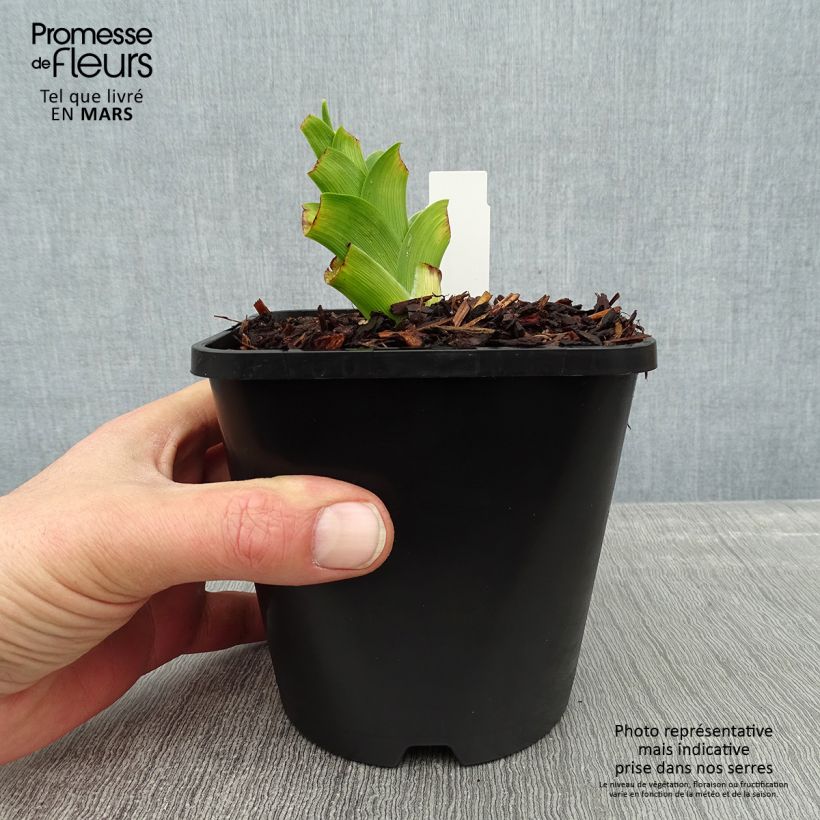 Hemerocallis Destined to See Maceta 1L/1,5L Ejemplar entregado en invierno