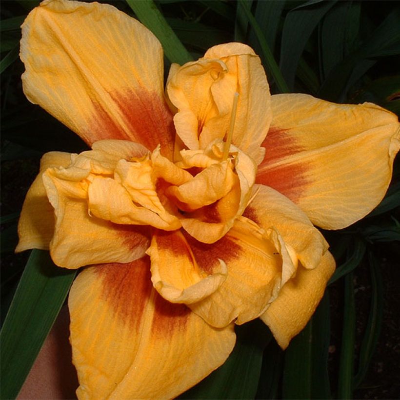 Hemerocallis Double Bold one (Floración)