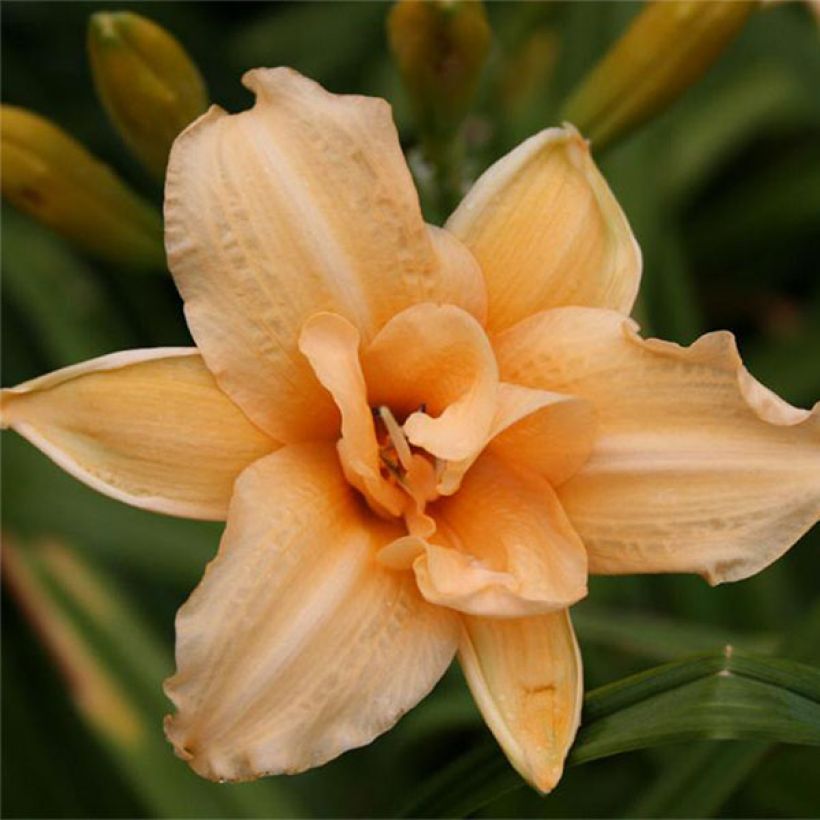 Hemerocallis Double Entendre (Floración)