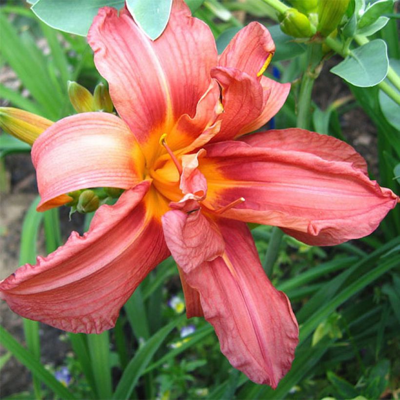Hemerocallis Double Glamour (Floración)