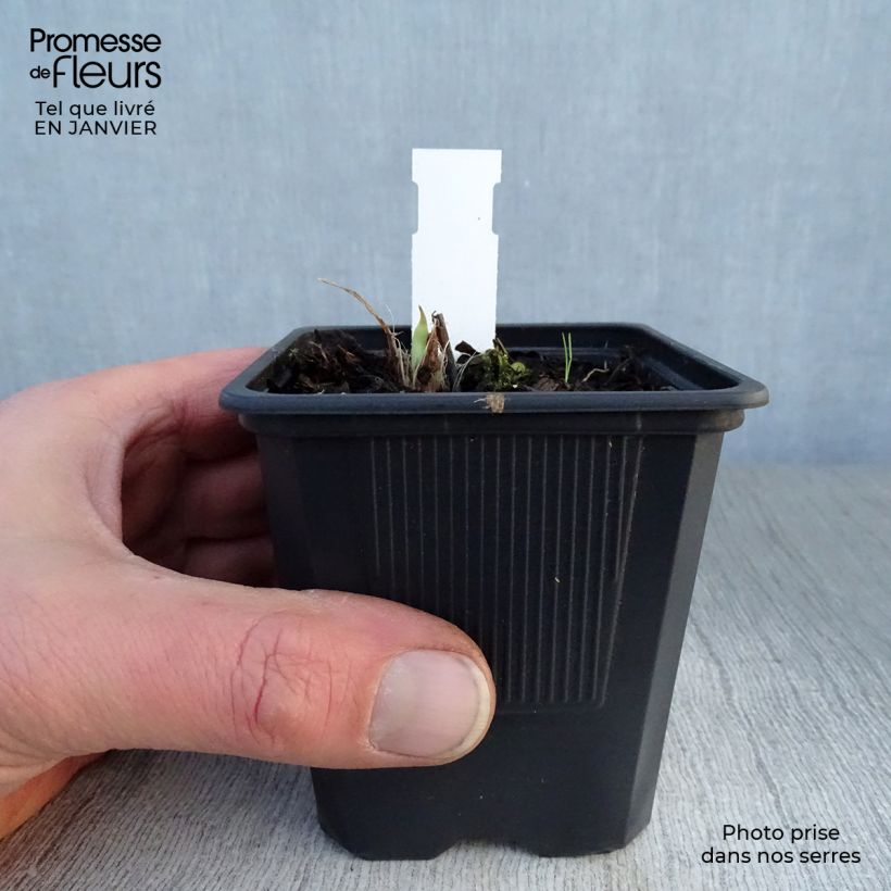 Hemerocallis Double River Wye Maceta de 8/9 cm Ejemplar entregado en invierno