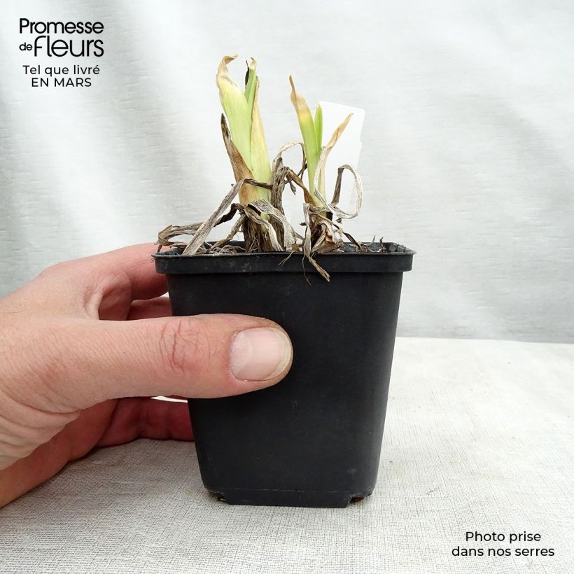 Hemerocallis Dragons Eye Maceta 1L/1,5L Ejemplar entregado en la primavera