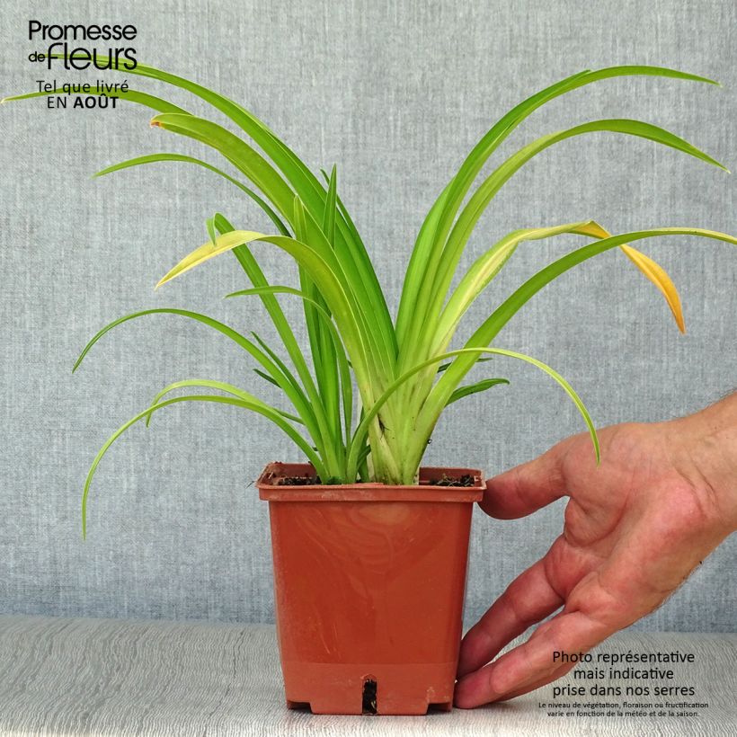 Ejemplar de Hemerocallis Dragons Eye Maceta 1L/1,5L entregado en verano
