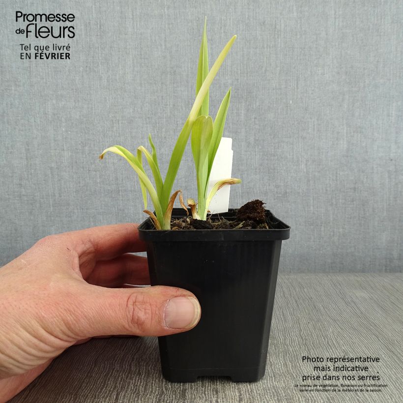 Hemerocallis Ed Murray Maceta de 8/9 cm Ejemplar entregado en invierno