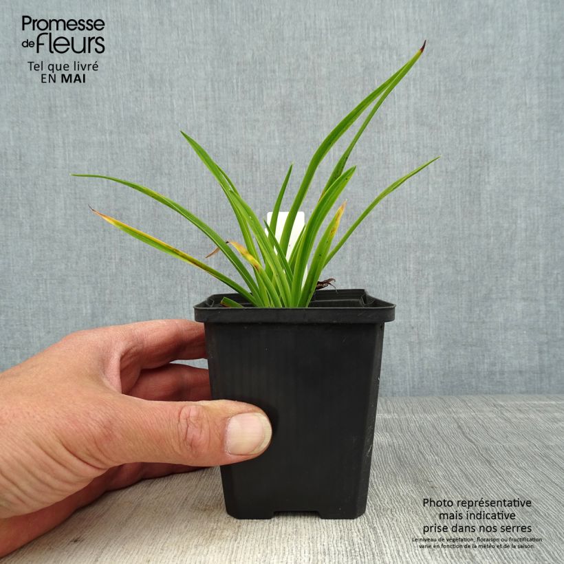 Hemerocallis Ed Murray Maceta de 8/9 cm Ejemplar entregado en la primavera