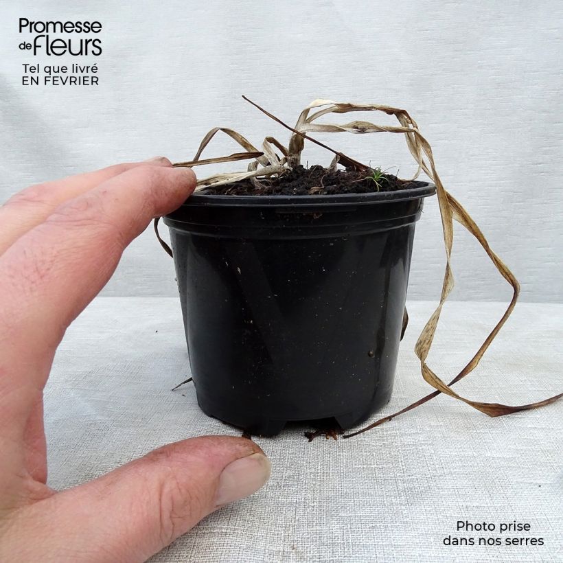 Hemerocallis El Desperado Maceta de 8/9 cm Ejemplar entregado en invierno