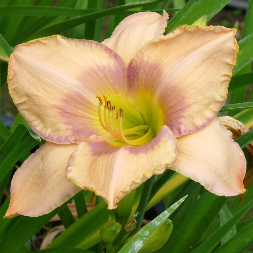 Hemerocallis Elegantissima (Floración)