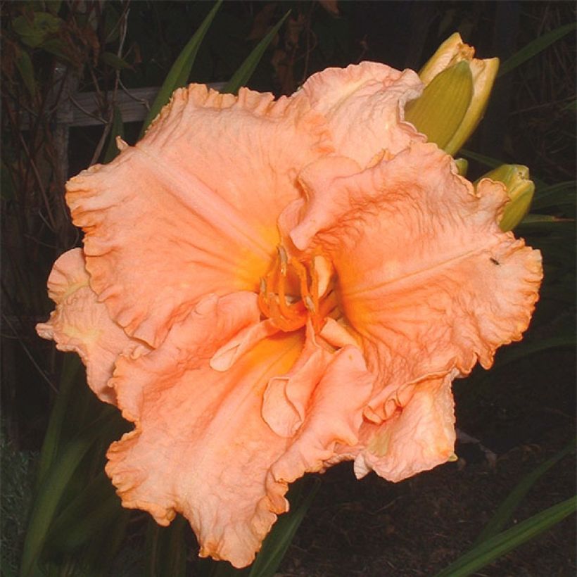 Hemerocallis Elisabeth Salter (Floración)