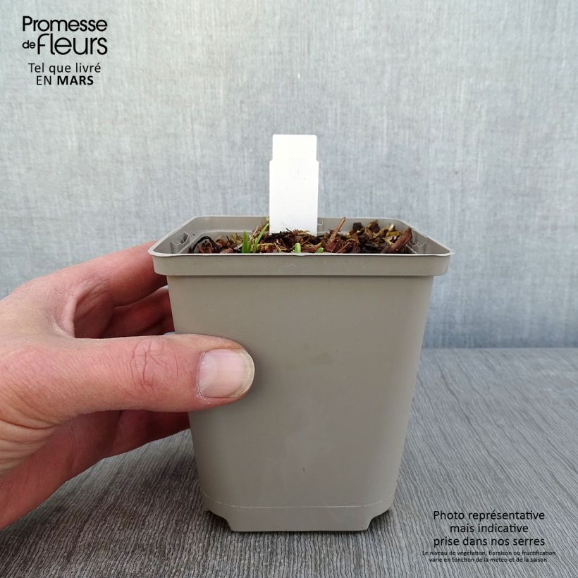 Hemerocallis Everydaylily Cerise Maceta de 8/9 cm Ejemplar entregado en invierno