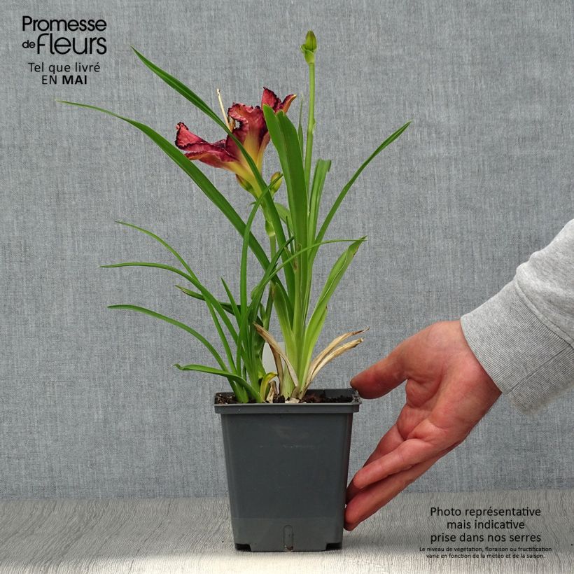 Hemerocallis Exotic Treasure Maceta 1L/1,5L Ejemplar entregado en la primavera