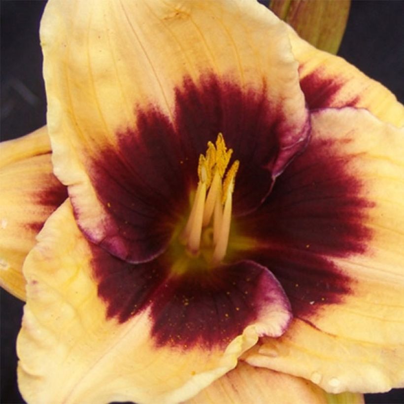 Hemerocallis Eye of Newt (Floración)