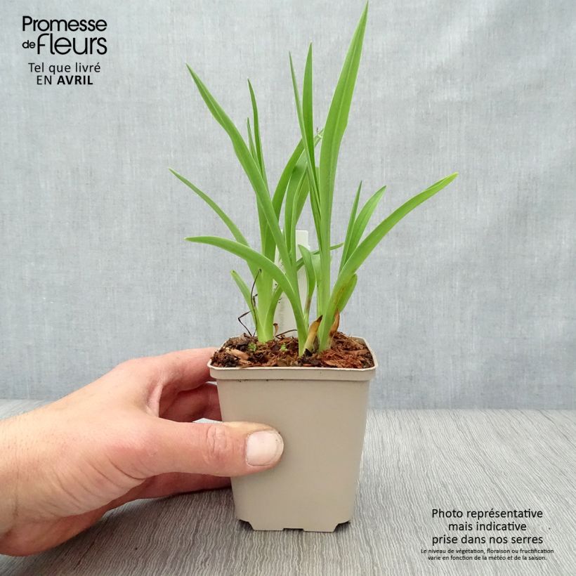 Hemerocallis Final Touch Maceta de 8/9 cm Ejemplar entregado en la primavera