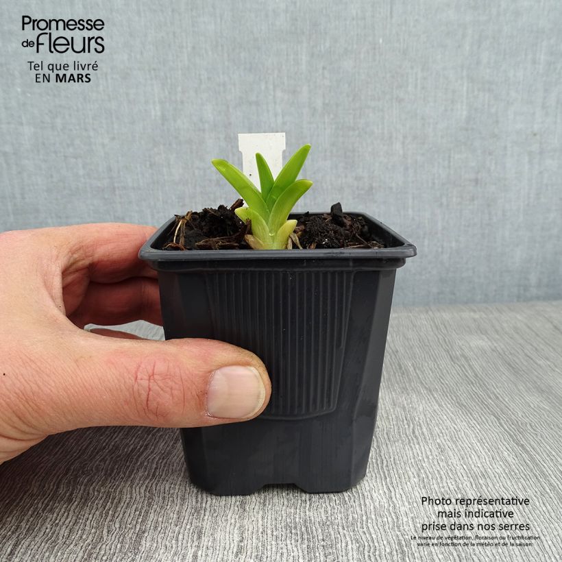 Hemerocallis Flambeau Maceta de 8/9 cm Ejemplar entregado en invierno