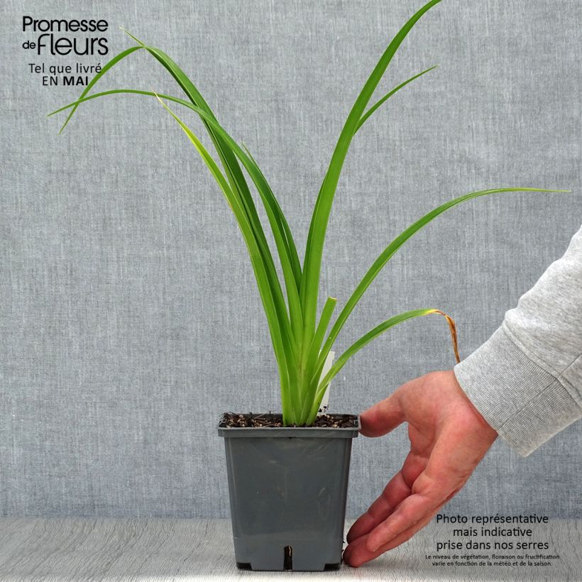 Hemerocallis Forty second Street Maceta 1L/1,5L Ejemplar entregado en la primavera