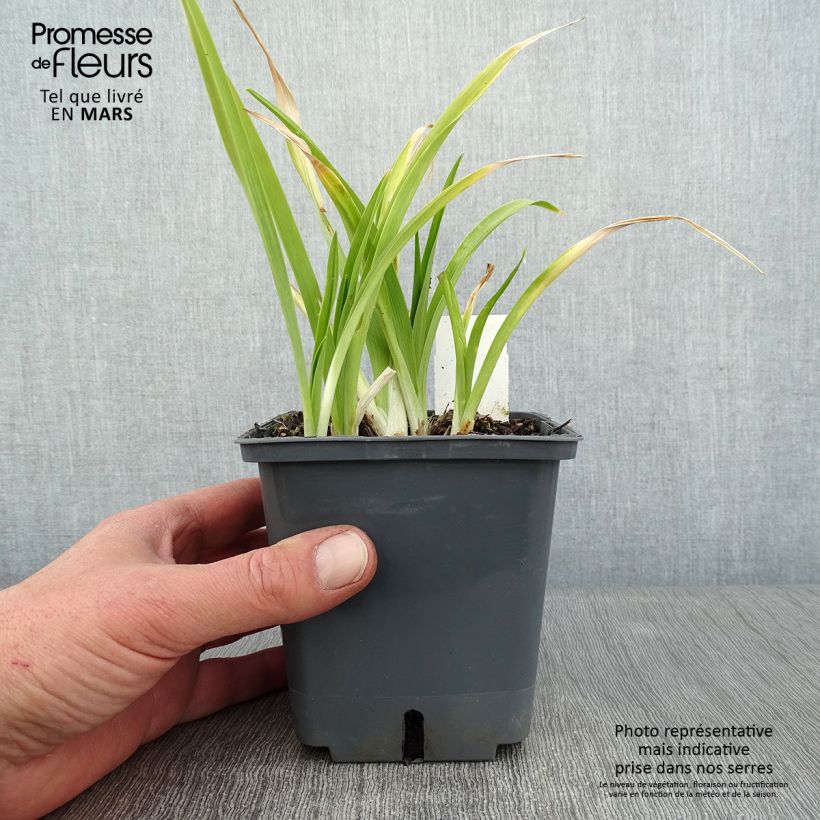 Hemerocallis Forty second Street Maceta 1L/1,5L Ejemplar entregado en invierno