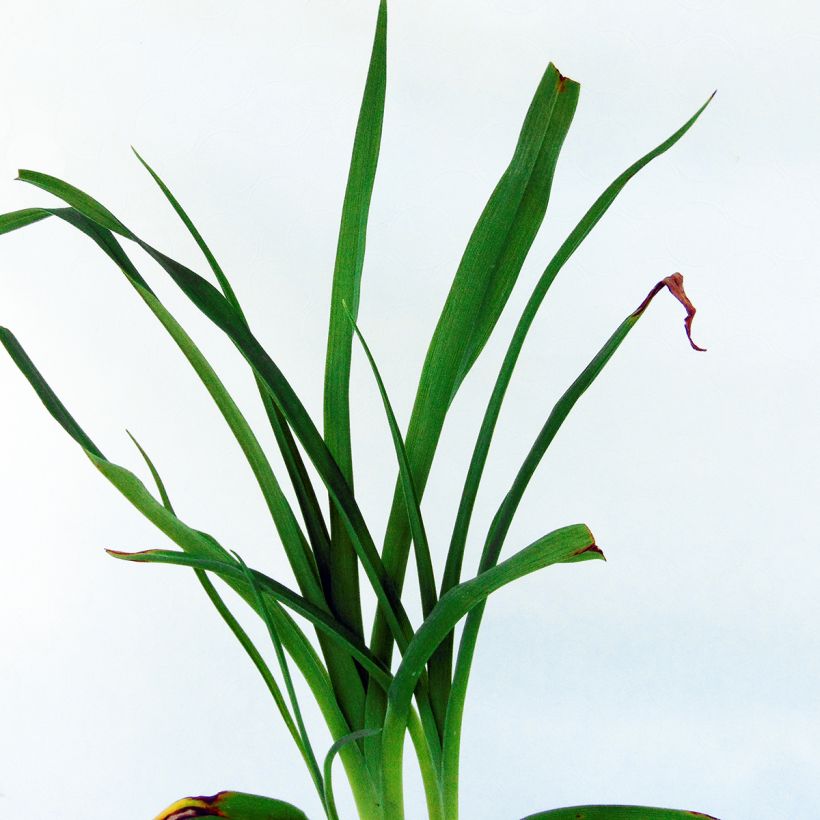 Hemerocallis Frans Hals (Follaje)