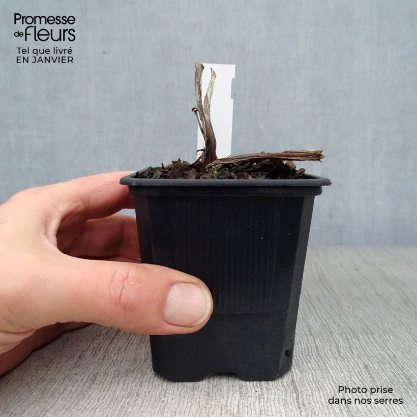 Hemerocallis Frans Hals Maceta de 8/9 cm Ejemplar entregado en invierno