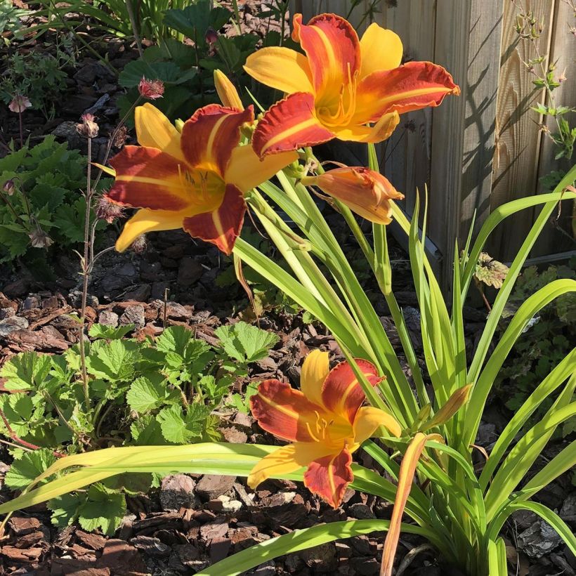Hemerocallis Frans Hals (Porte)
