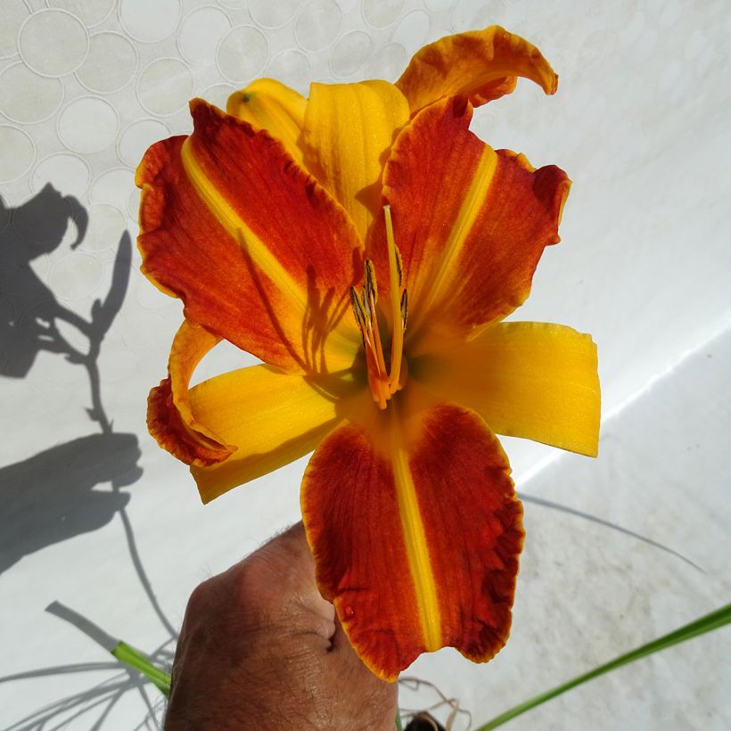 Hemerocallis Frans Hals (Floración)