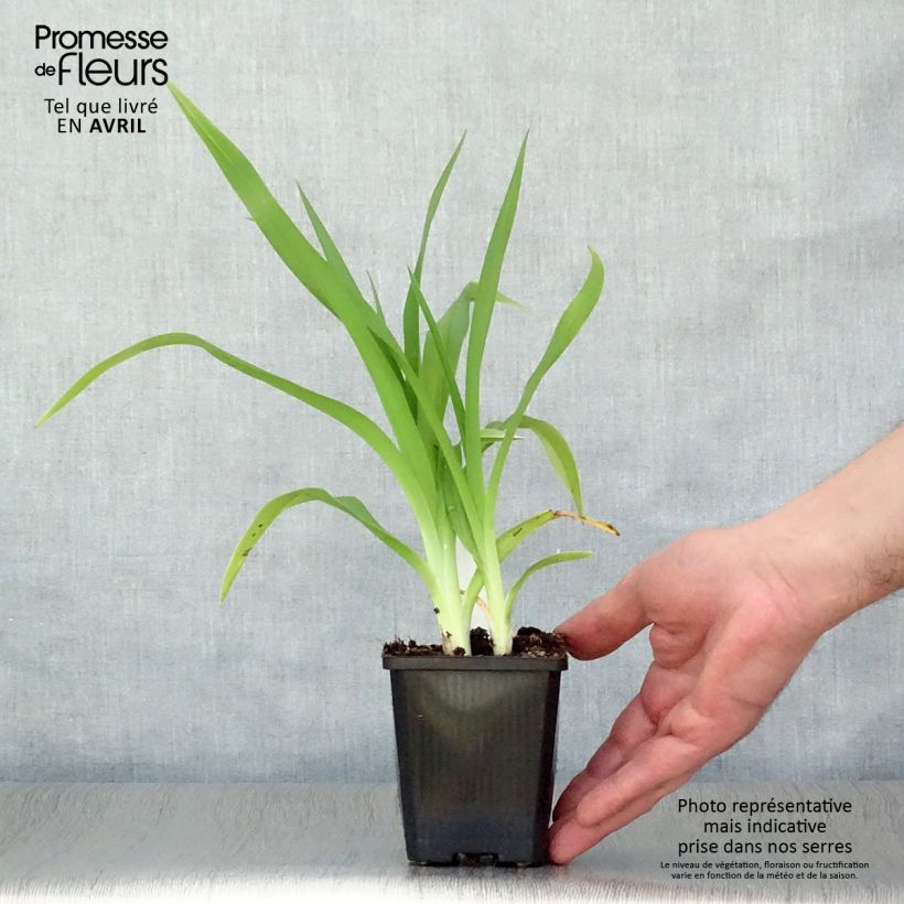 Hemerocallis Frans Hals Maceta de 8/9 cm Ejemplar entregado en la primavera