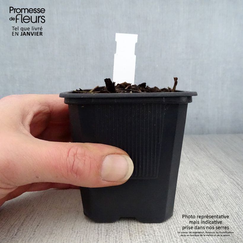 Hemerocallis George Cunningham Maceta de 8/9 cm Ejemplar entregado en invierno