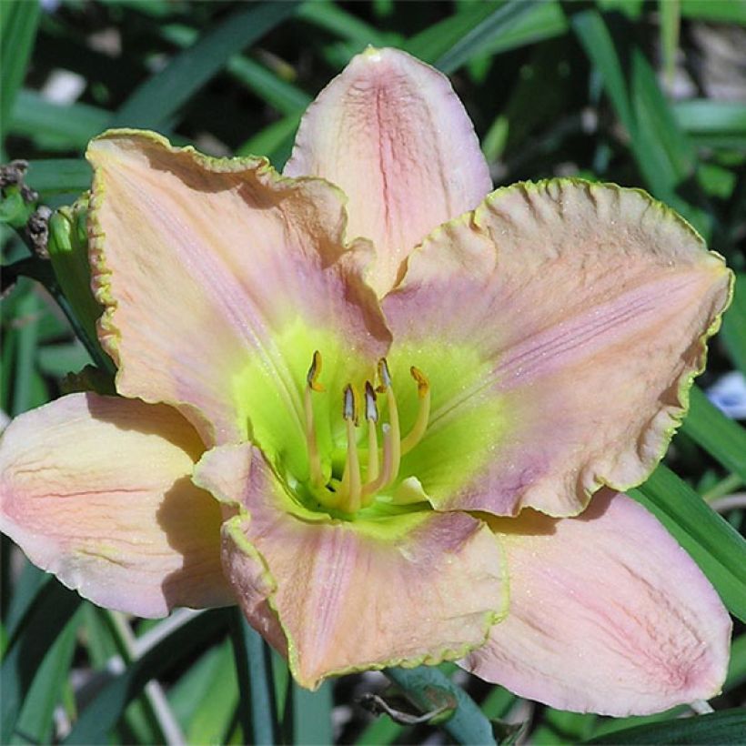 Hemerocallis Graceland (Floración)