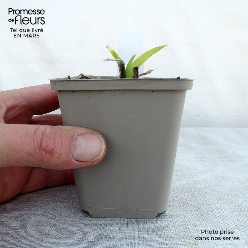 Hemerocallis Grape Velvet Maceta de 8/9 cm Ejemplar entregado en la primavera