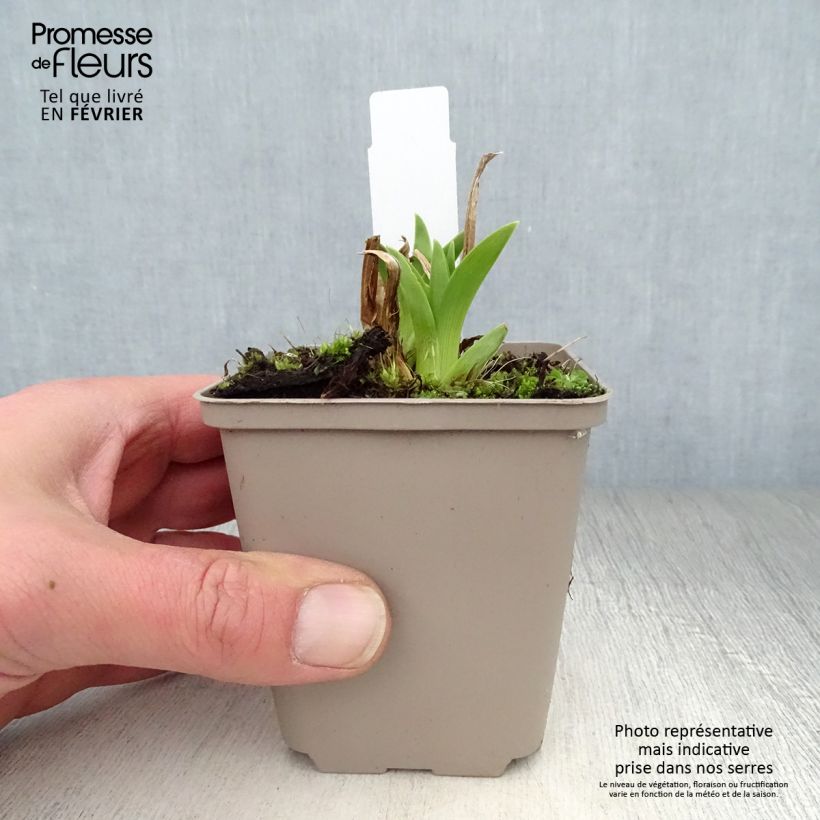 Hemerocallis Green Flutter Maceta de 8/9 cm Ejemplar entregado en invierno