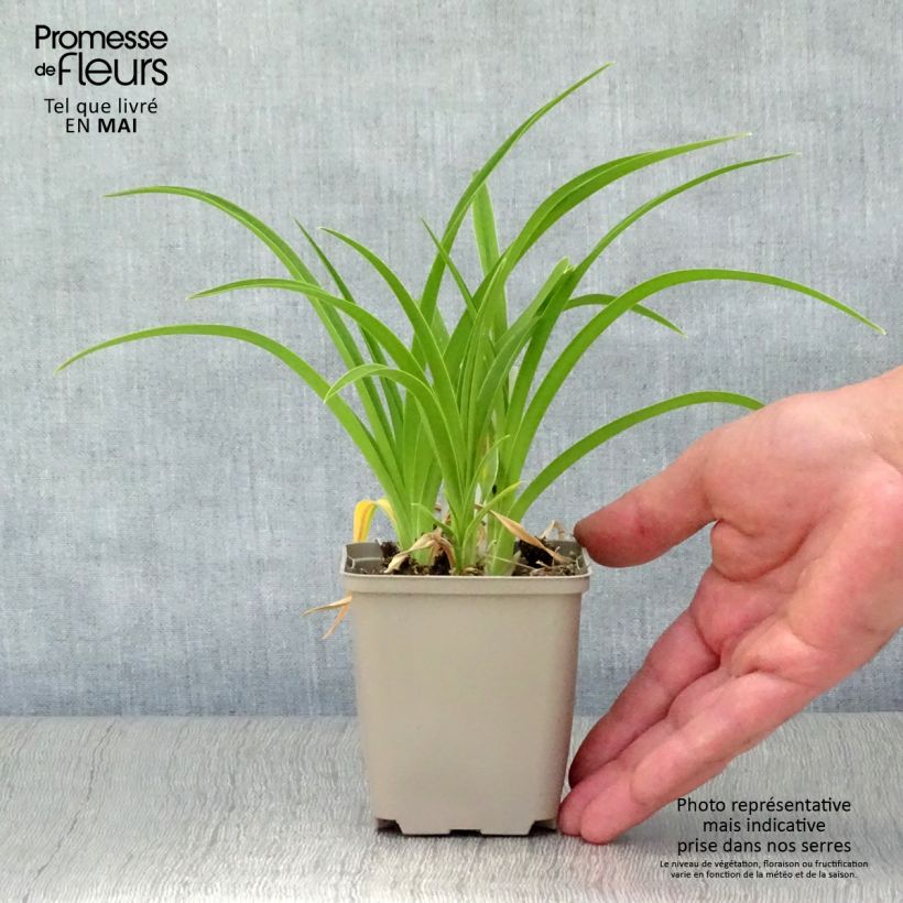 Hemerocallis Green Flutter Maceta de 8/9 cm Ejemplar entregado en la primavera