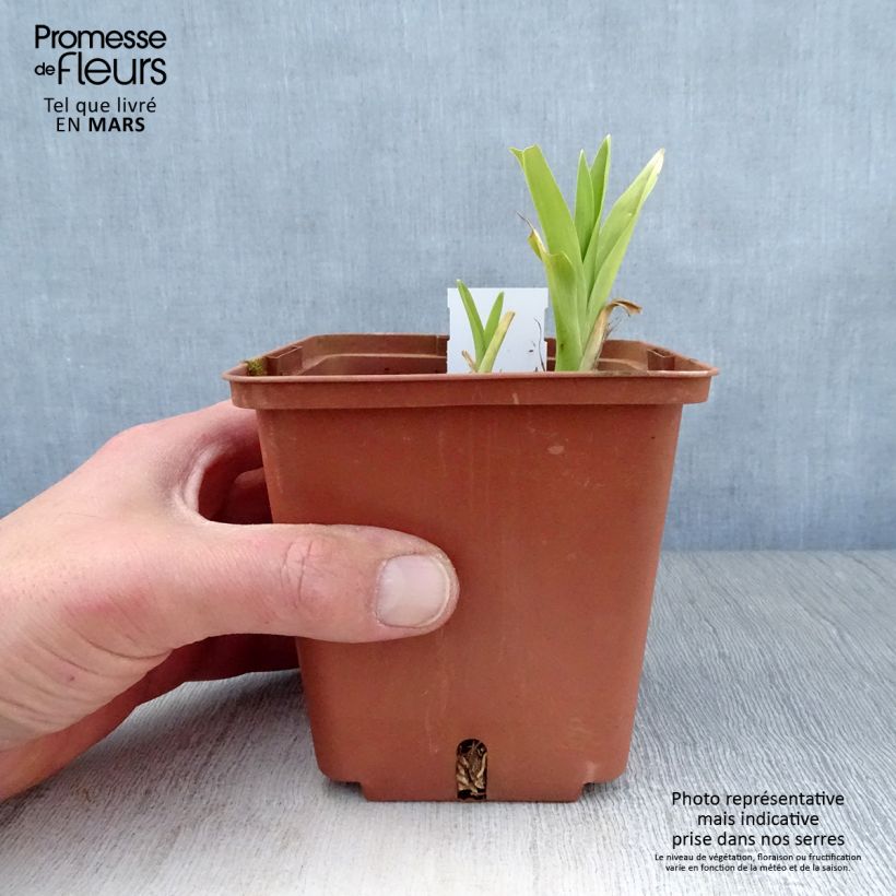 Hemerocallis Hazel Monette Maceta de 8/9 cm Ejemplar entregado en la primavera