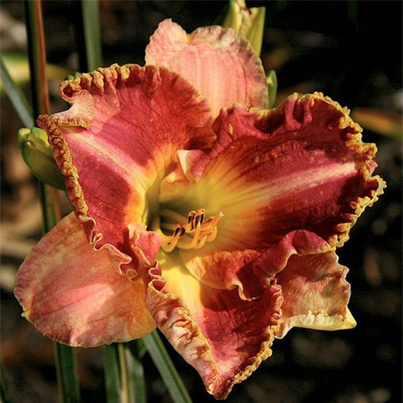 Hemerocallis Ida s Magic (Floración)