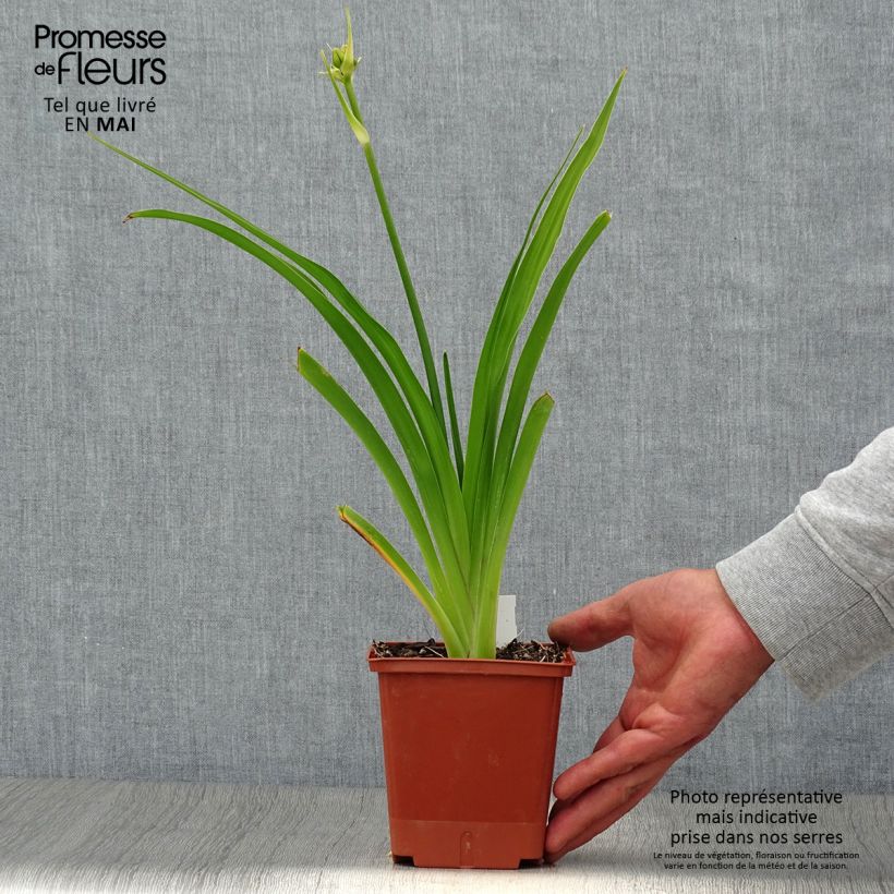 Hemerocallis In Excess Maceta 1L/1,5L Ejemplar entregado en la primavera