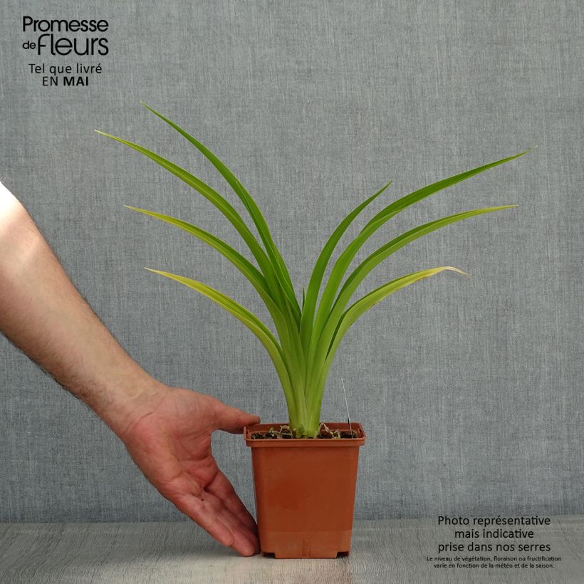 Hemerocallis Indy Reflections Maceta 1L/1,5L Ejemplar entregado en la primavera