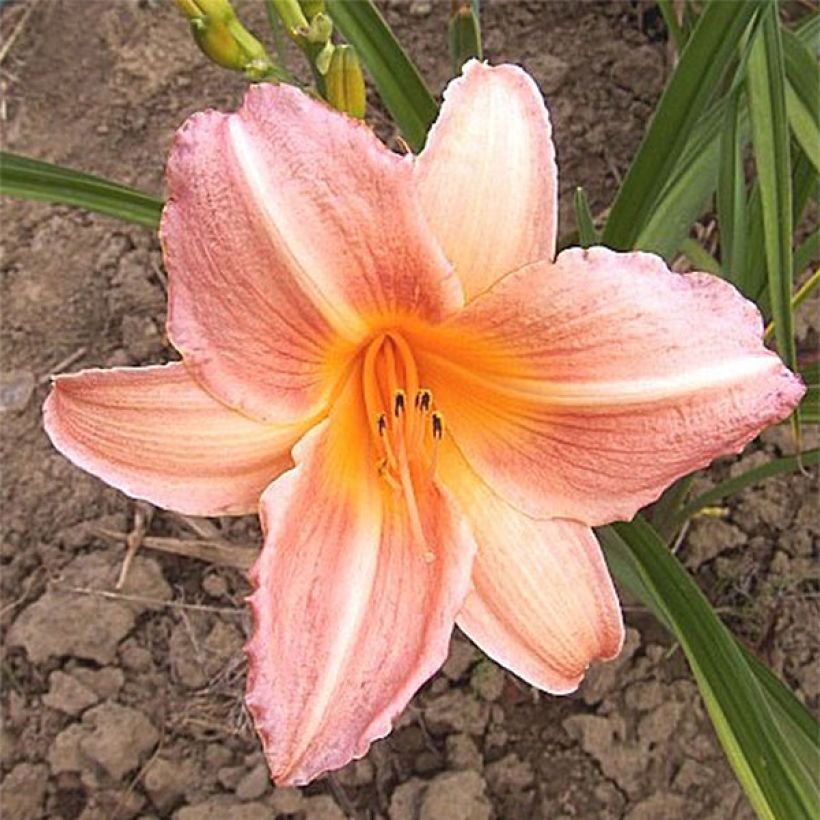 Hemerocallis Insenescence (Floración)