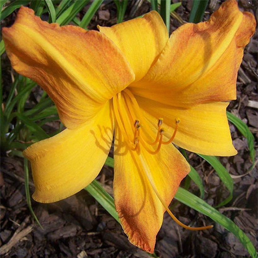 Hemerocallis Invictus (Floración)