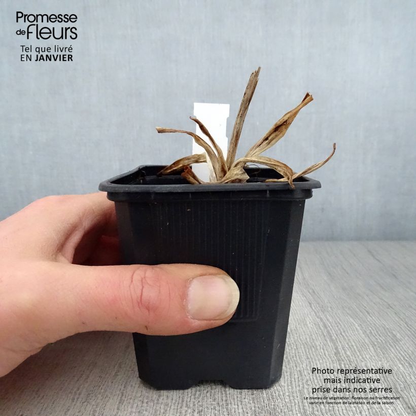 Hemerocallis Iron Gate Glacier Maceta de 8/9 cm Ejemplar entregado en invierno