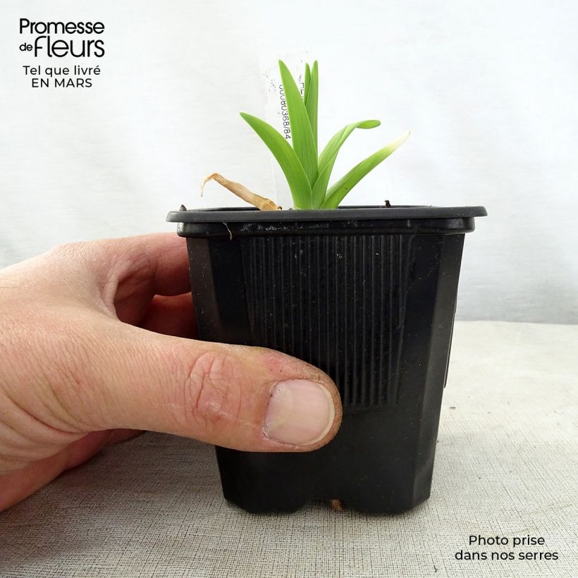 Hemerocallis Iron Gate Glacier Maceta de 8/9 cm Ejemplar entregado en la primavera