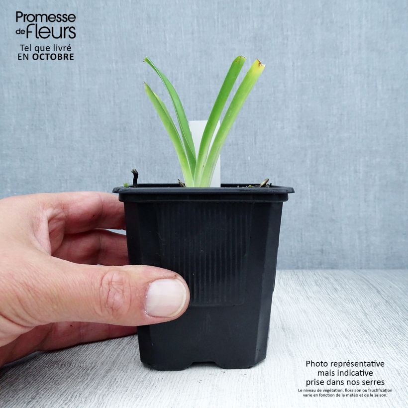Ejemplar de Hemerocallis Iron Gate Glacier Maceta de 8/9 cm entregado en otoño