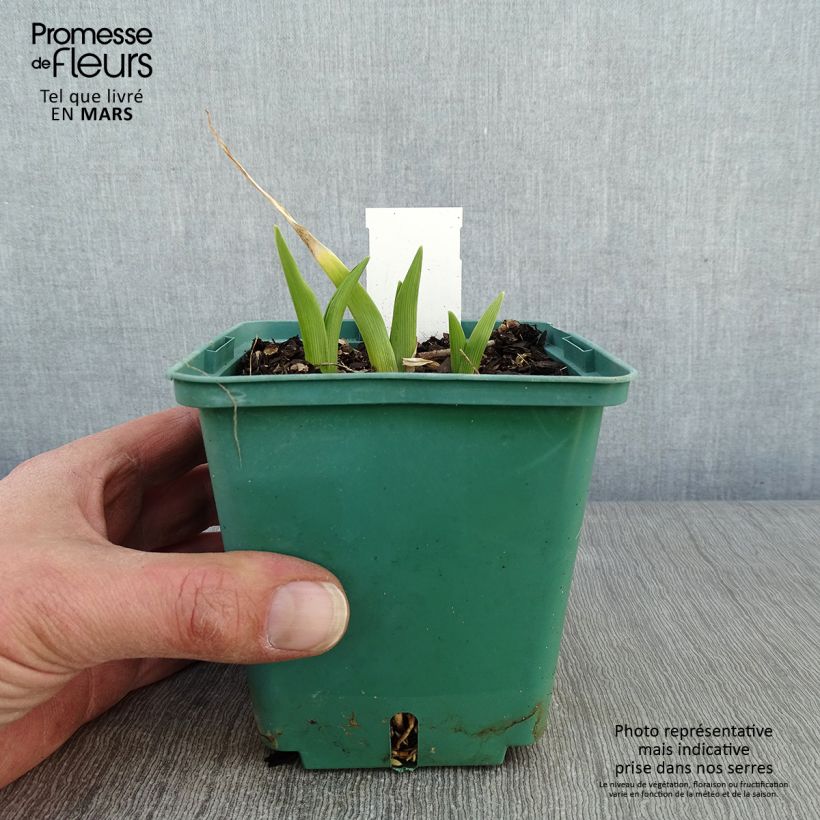 Hemerocallis Janice Brown Maceta 1L/1,5L Ejemplar entregado en invierno