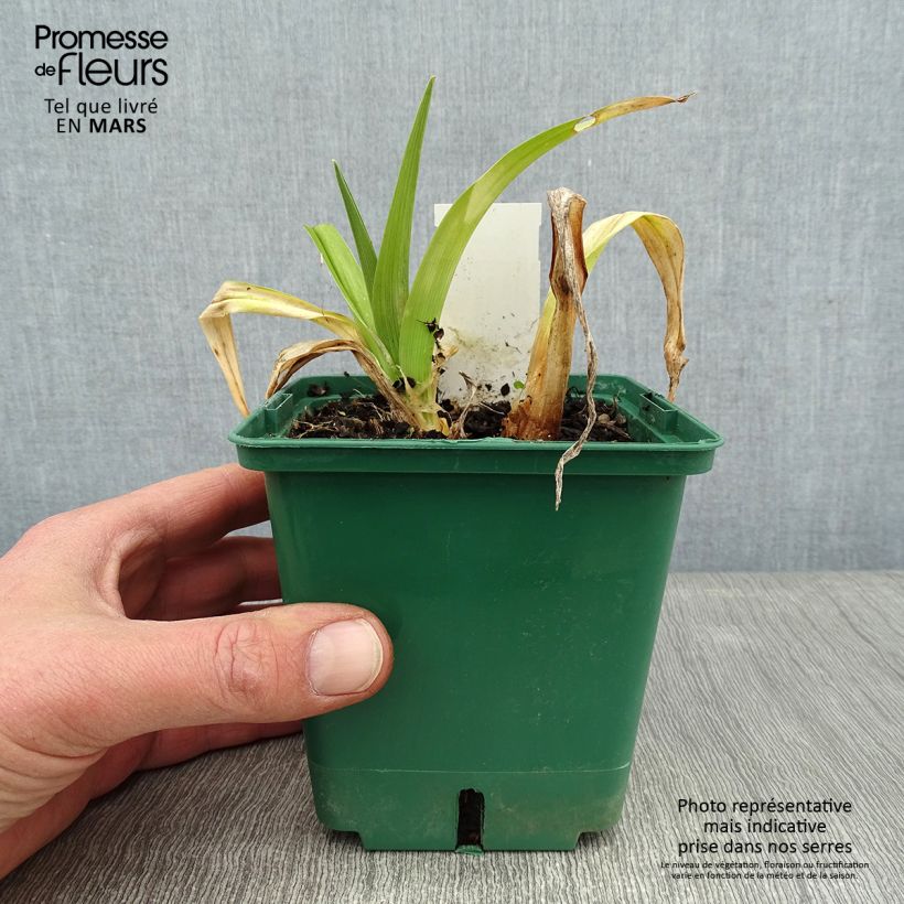 Hemerocallis Jason Salter Maceta 1L/1,5L Ejemplar entregado en invierno